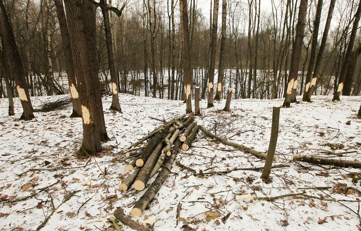 Ąžuolynas: prestižinis ar užmirštas parkas?