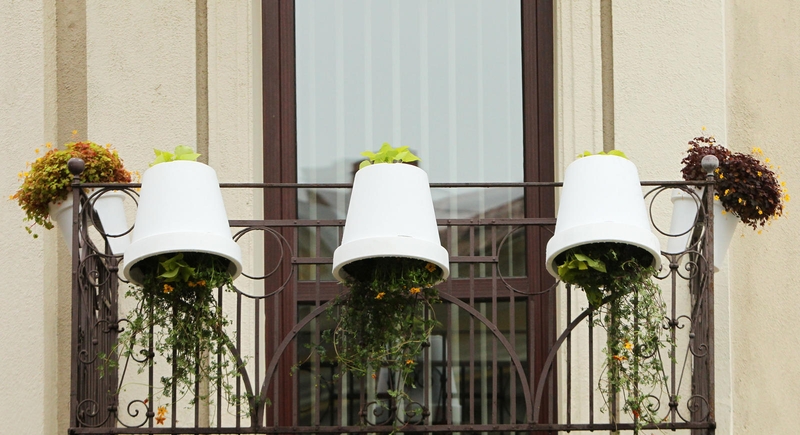 Balkone – ir žiedai, ir daržovės
