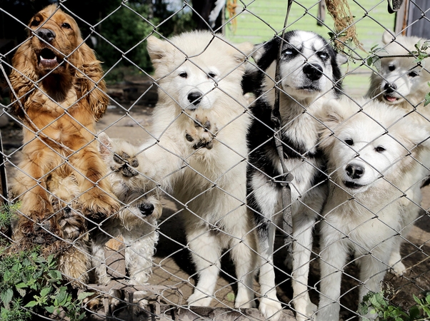 Šokiruojantis tyrimas atskleidė veterinarų klastą