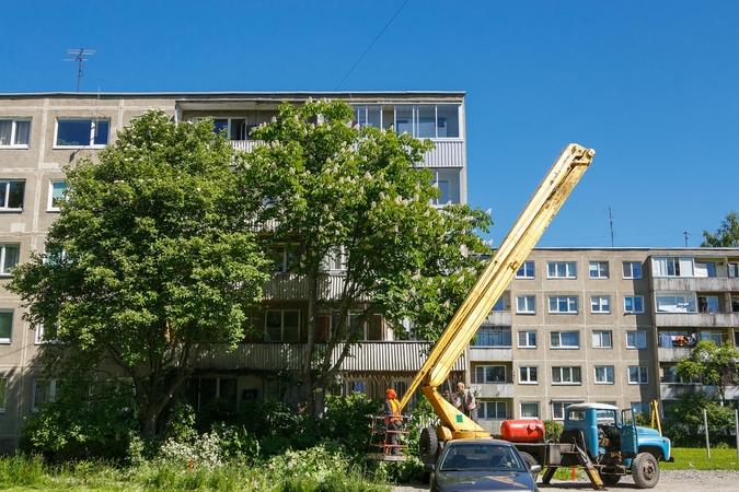 Nustėro: kas leido genėti žydinčius kaštonus?