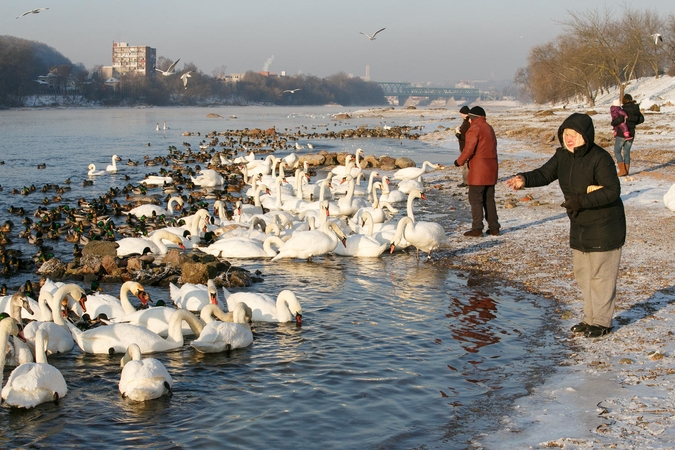 Šąlančios gulbės rūpi ne visiems