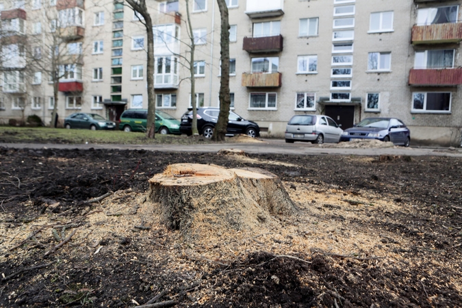 Medžiai mieste: dėl ko kyla konfliktai?