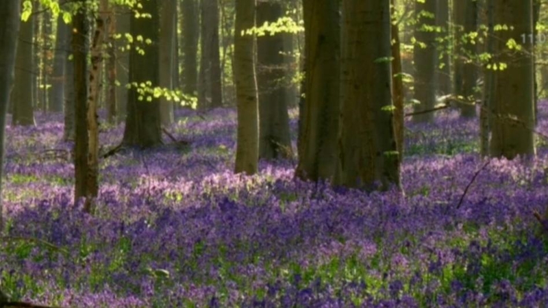 Belgijos miškas, kuris pasipuošia violetiniu kilimu