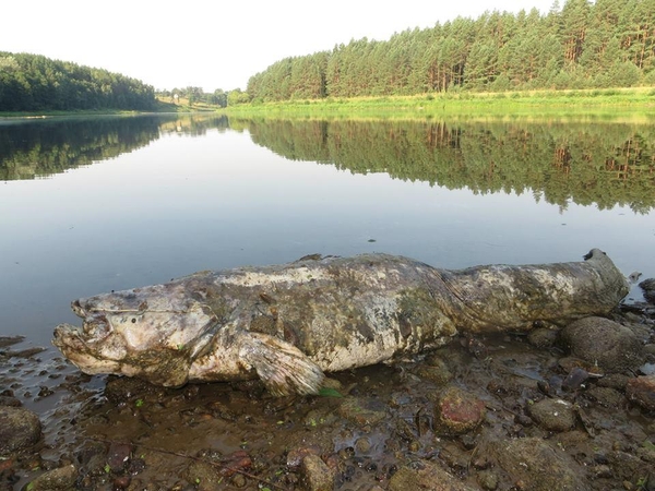 Nemunas išplukdė milžinišką šamą