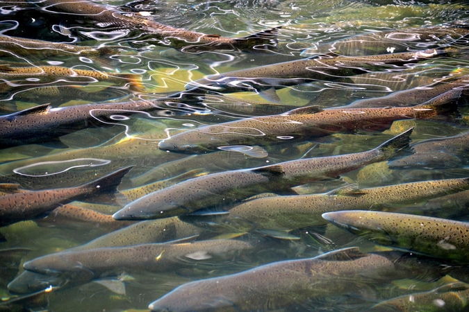 Rusijos embargas lašišų kainų nesumažino