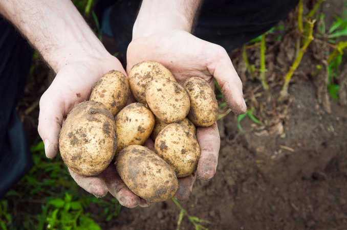 70 litų už kilogramą šviežių suomiškų bulvių – įkandama kaina