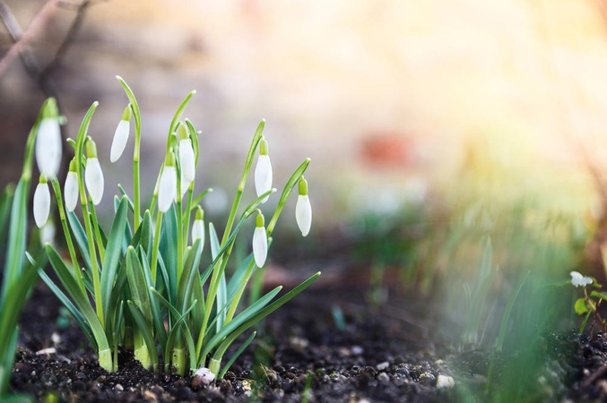 Klimatologas įvardijo, kokių netikėtumų galime tikėtis pavasarį