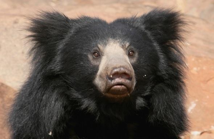 Ilgalūpis lokys