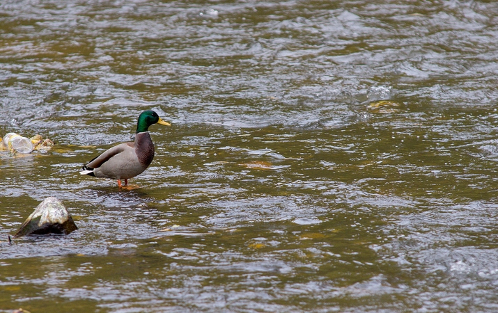 Neryje Vilniuje rastas žmogaus kūnas