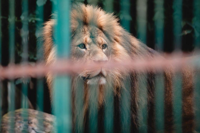 Kauno tardymo izoliatoriaus nuteistieji tvarkys zoologijos sodo aplinką