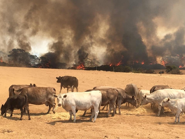 Australijoje dėl aukštos temperatūros gaisrai ir vėl intensyvės