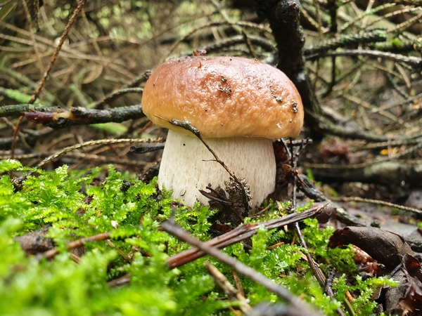 Išsiruošusiems į grybų paieškas: ką svarbu atminti pasiklydus miške?