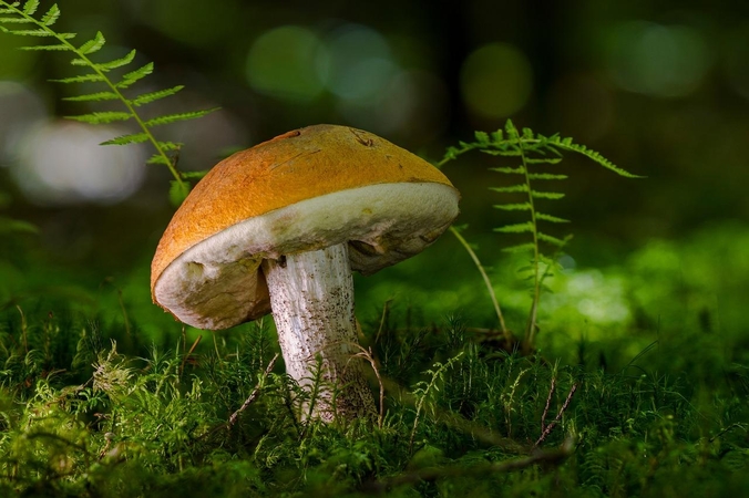 Lietuvoje mažėjant grybų verslas ieško kitų galimybių