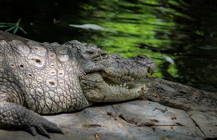 Australijoje didžiulio krokodilo pilve aptikti žmogaus palaikai