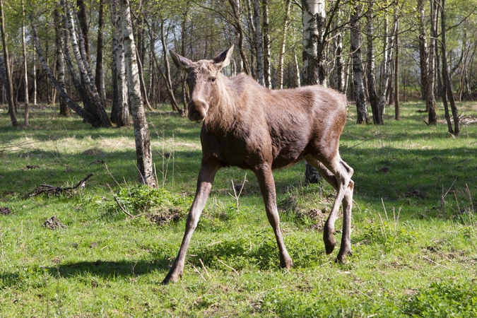 Keliuose padaugėjo laukinių žvėrių