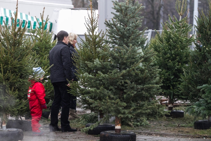 Valstybinių miškų urėdija pradeda prekybą Kalėdų eglutėmis