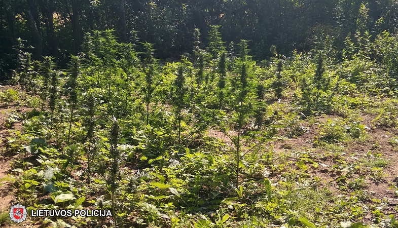 Ukrainiečio sodyboje rasta auginamų kanapių