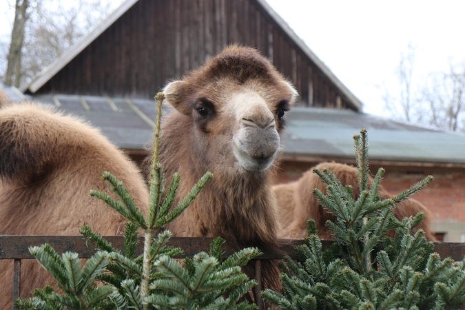 Lietuvos zoologijos sode – vasaros sezono atidarymas (programa)