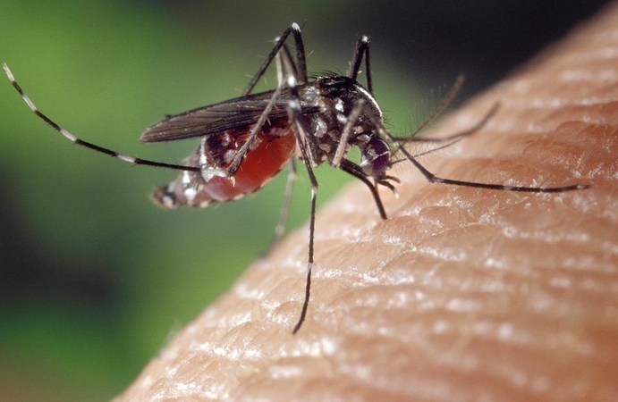Po kelionės į Madagaskarą nuo maliarijos mirė moteris