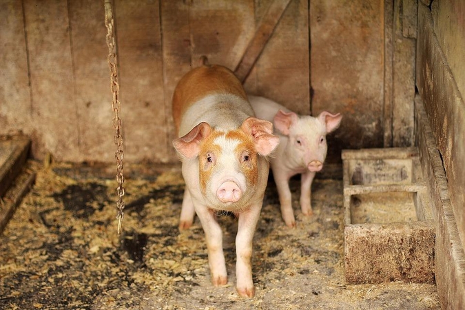 Pirmųjų AKM protrūkių ūkiuose priežastys – biosaugos pažeidimai