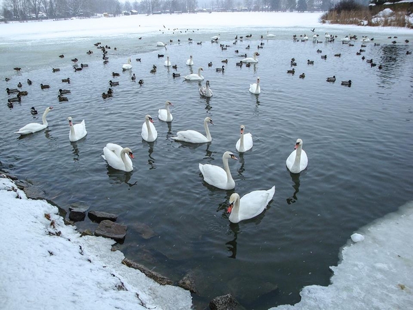Savaitė baigsis be žymesnių kritulių