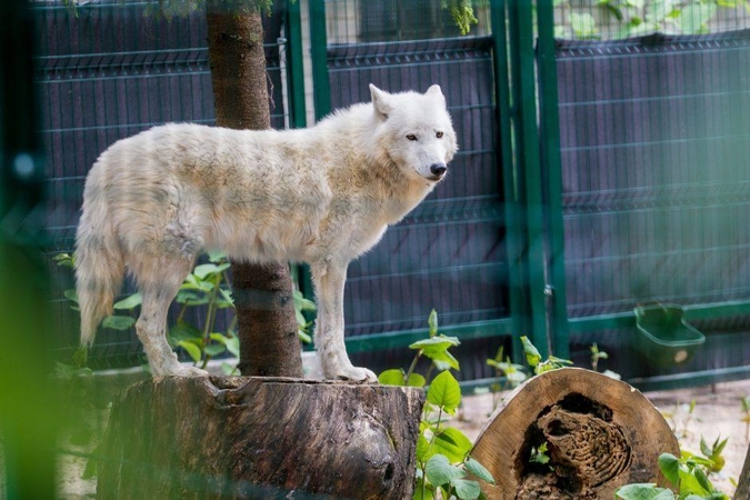 Karščiai zoologijos sode: gyvūnams siūlomi dušai, vėsi mėsa ir ledai