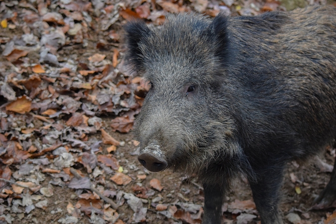 Vokietija patvirtino pirmąjį afrikinio kiaulių maro atvejį savo teritorijoje