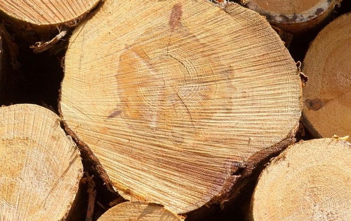 Plyniems miško kirtimams riboti – konsultacijos su visuomene