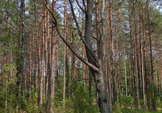 Miškininkai perspėja – Lietuvoje didelis gaisrų pavojus