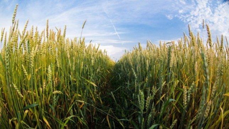 Berlyne tikimasi dar paspartinti Lietuvos žemės ūkio eksportą