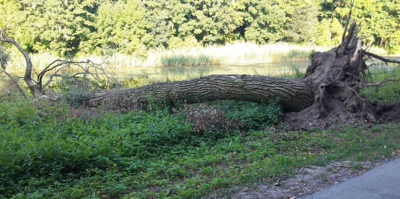 Ugniagesiai sulaukė apie 200 pranešimų apie vėjo nulaužtus medžius, nuplėštus stogus