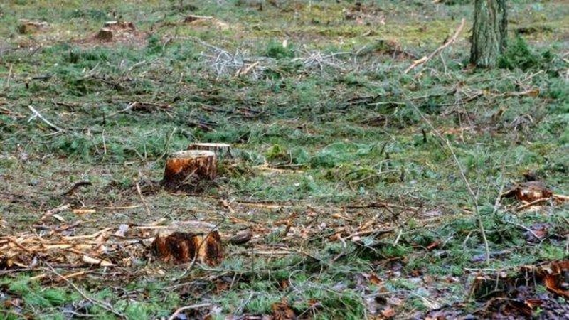 Gyventojas sklype vietoj 100 medžių rado tik kelmus