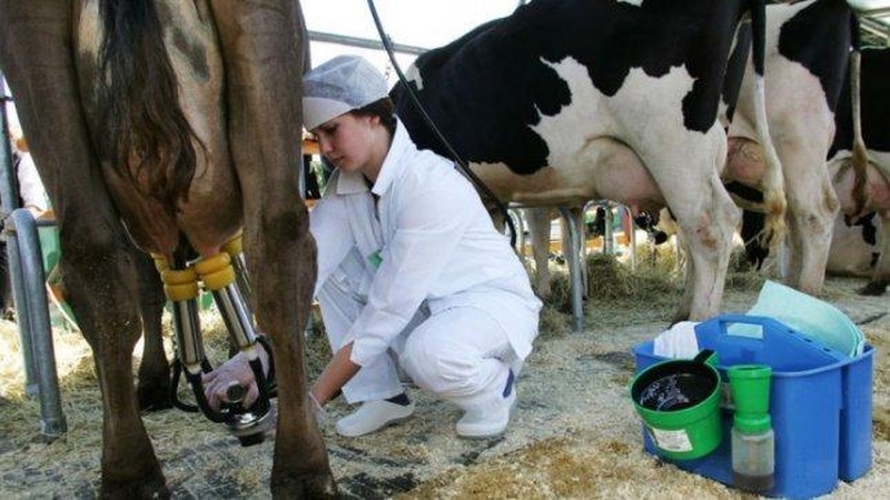 Melžėjos: gerai dirbant, uždirbti galima nemažai