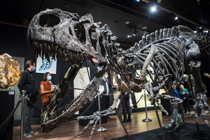 Aukcione Paryžiuje už 3 mln. eurų parduotas dinozauro skeletas