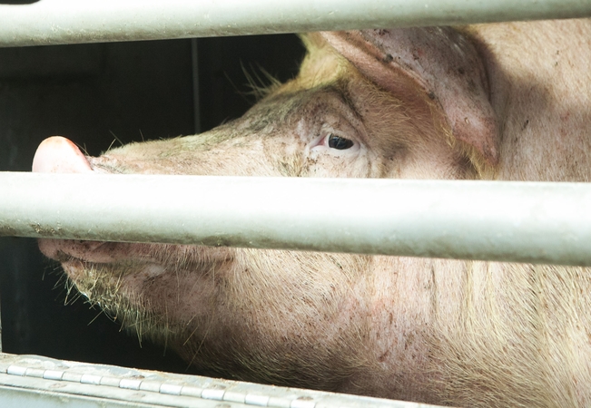 Latvijoje – afrikinio kiaulių maro protrūkis komerciniame kiaulininkystės ūkyje
