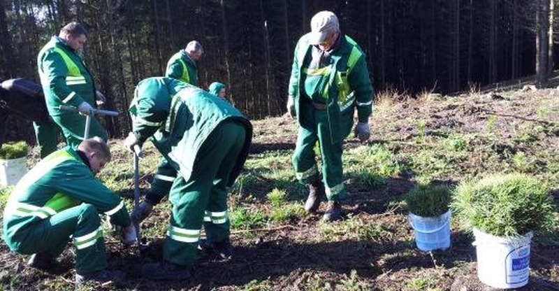 Žalias Vilnius: šeštadienį pasodinta 1 000 beržų ir pušelių sodinukų
