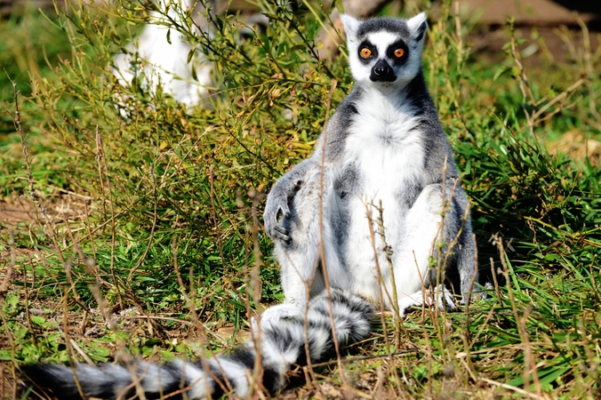 Mokslininkai: beveik visoms Madagaskaro lemūrų rūšims gresia išnykti