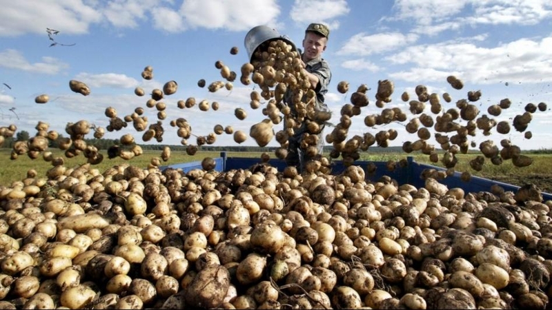 Lietuva neįsileidžia GMO