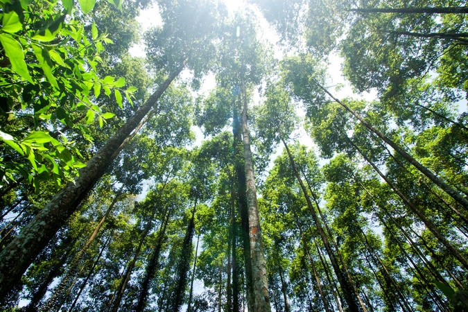 Bioindikatoriai: kaip nustatyti oro užterštumą?