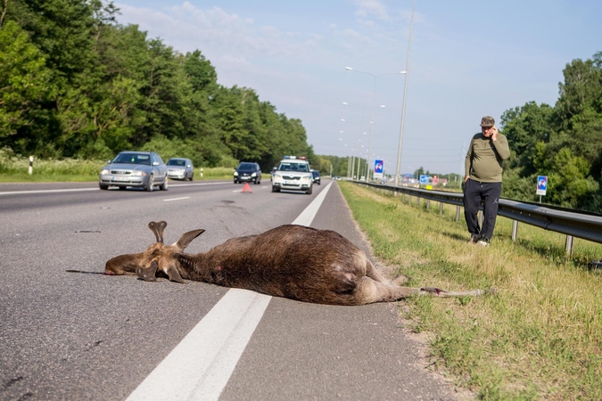 Autostradoje Kaunas-Vilnius BMW partrenkė briedį, gyvūnas neišgyveno