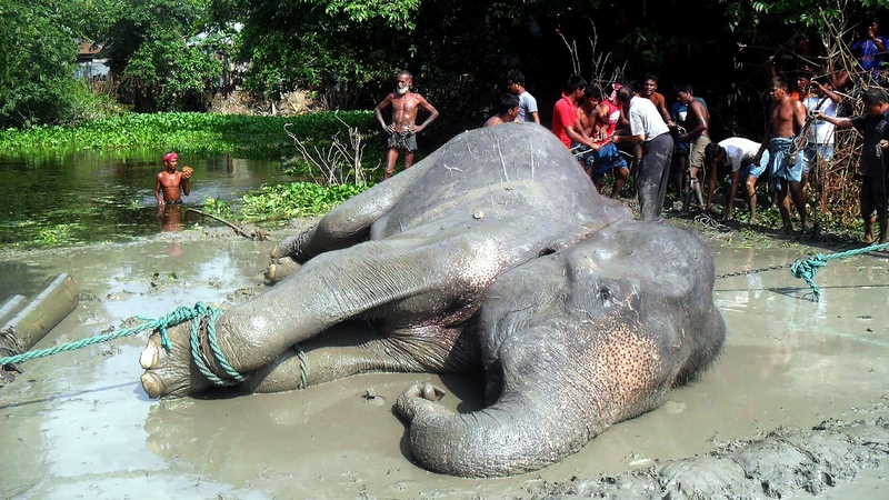 Bangladeše nugaišo dramblys, dėl potvynių nukeliavęs apie 1700 km