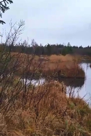 Degtinės fabrikėlį įkūrė pelkėje