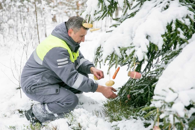 Lietuvos miškuose viena po kitos ėmė dygti šventinės eglutės