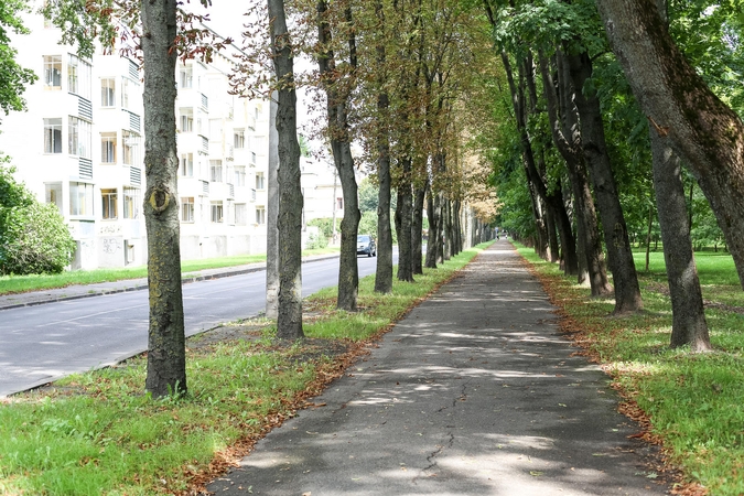 Laistyti iškankintus medžius Kaune – per didelė prabanga