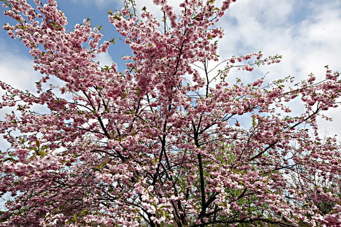 Nauja atrakcija Klaipėdoje – sakurų parkas