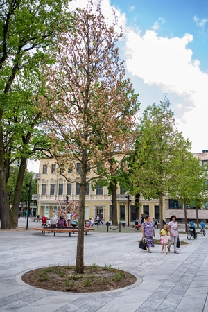 Nerimą sukėlė džiūstantis ąžuolas