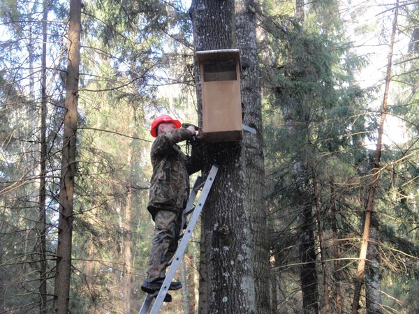 Uralinių pelėdų laukia nauji inkilai