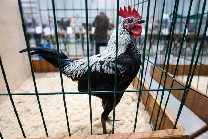 Paukščiai, kurie ne tik puošia, bet ir saugo namus