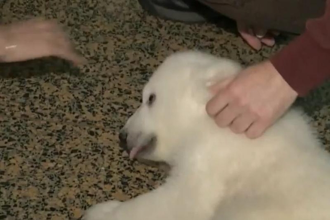 Zoologijos sodo Niujorke žvaigždė - linksmoji lokiukė Luna