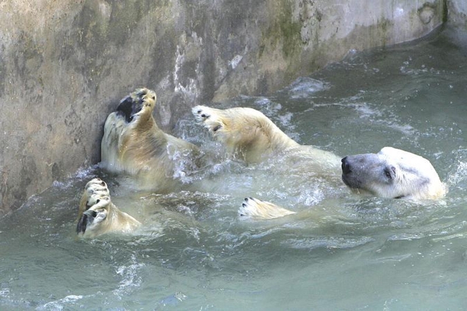Dėl Zoologijos sode nugaišusių gyvūnų aktyvistai prašo tyrimo